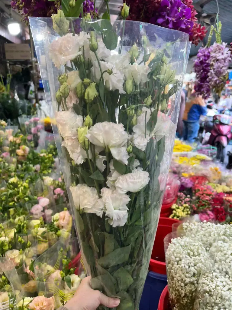 Cát Tường xoăn – trắng