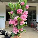 Cát tường xoăn - Hồng