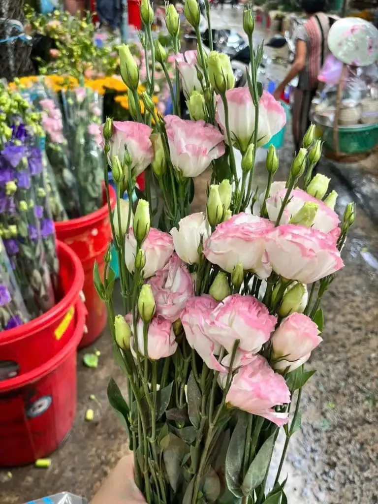 Cát Tường trắng viền hồng