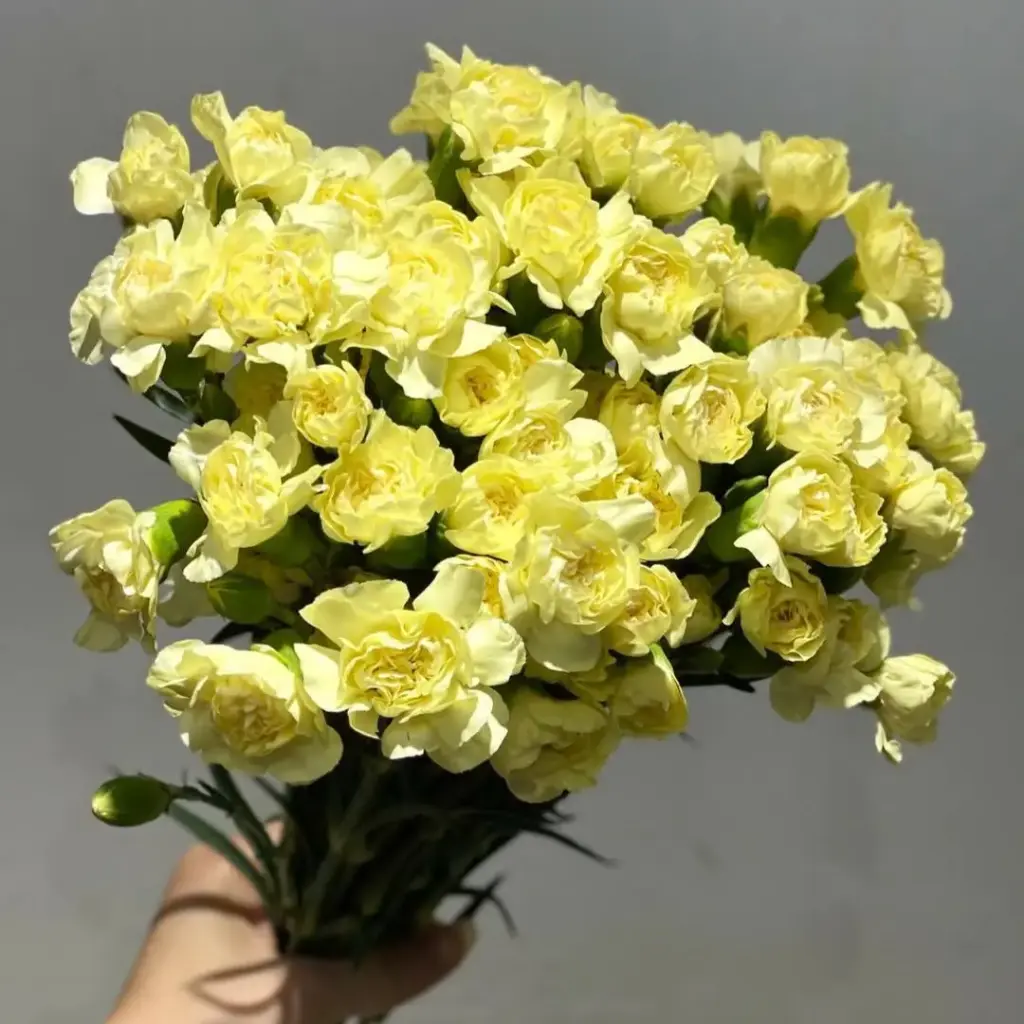 Cẩm chướng chùm vàng (20 cành)