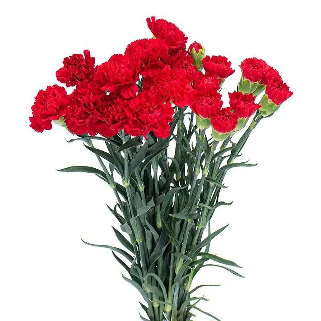 Cẩm chướng đơn đỏ (15 cành)