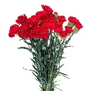 Cẩm chướng đơn đỏ (15 cành)