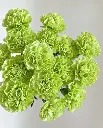Cẩm chướng đơn xanh bơ (15 cành)