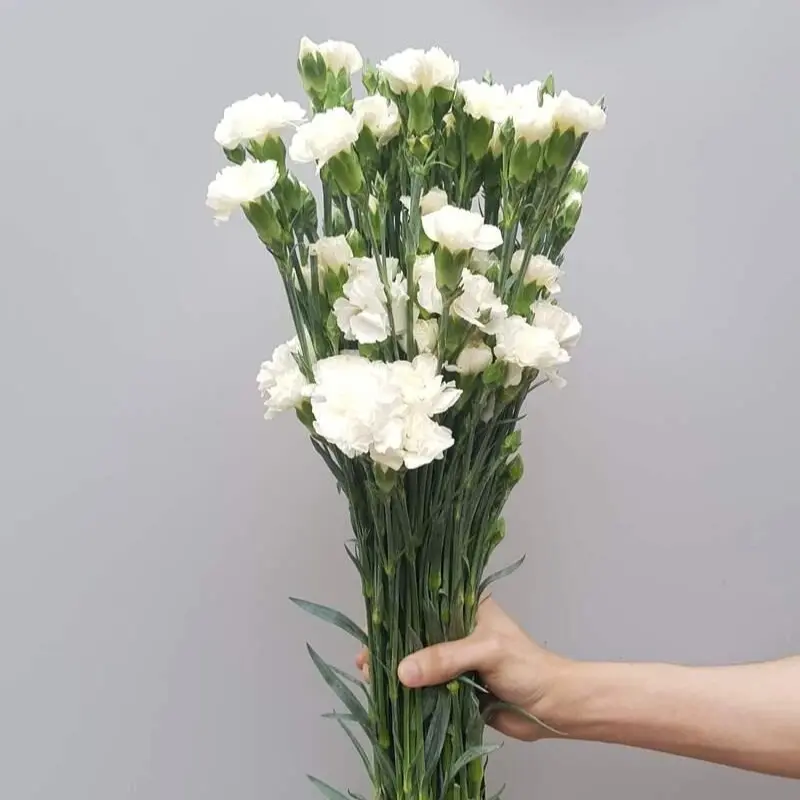Cẩm chướng chùm trắng (20 cành)