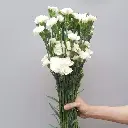 Cẩm chướng chùm trắng (20 cành)