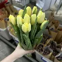 Tulip vàng (10 bông/bó)