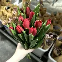 Tulip đỏ (10 bông/bó)