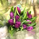 Tulip tím (10 bông/bó)