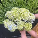 Cẩm Tú Cầu xanh bơ, Đà Lạt (10 bông)