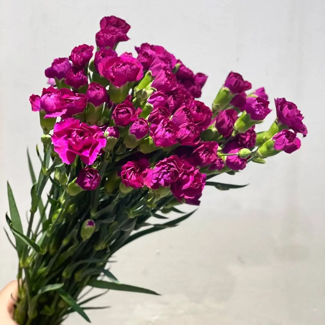 Cẩm chướng chùm tím (20 cành)
