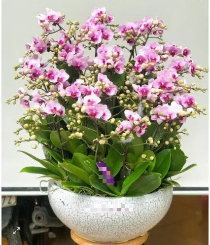 Hoa Lan hồ điệp - Mẫu 303