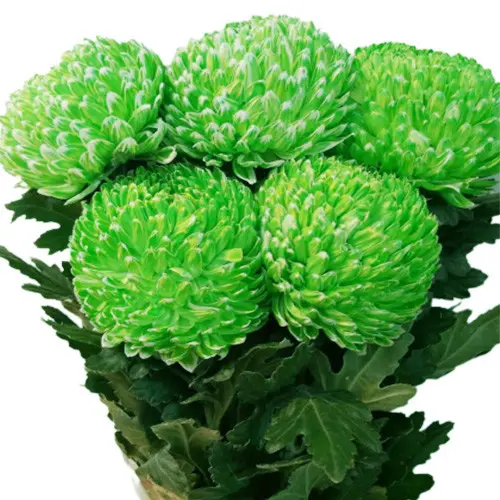 Cúc mẫu đơn xanh (5 bông/bó)