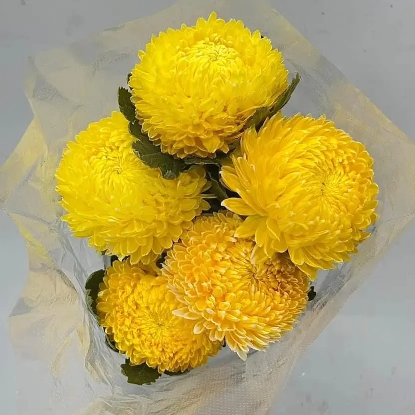 Cúc mẫu đơn vàng (5 bông/bó)
