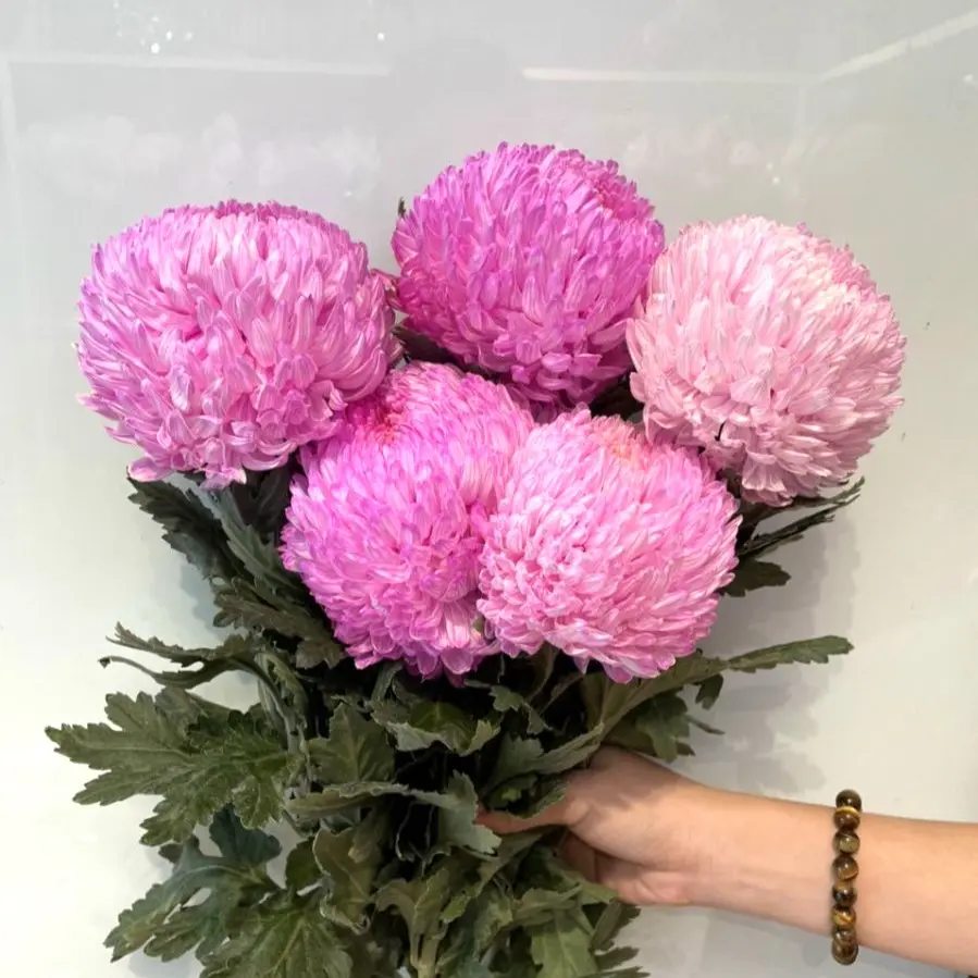 Cúc mẫu đơn xanh tím (5 bông/bó)