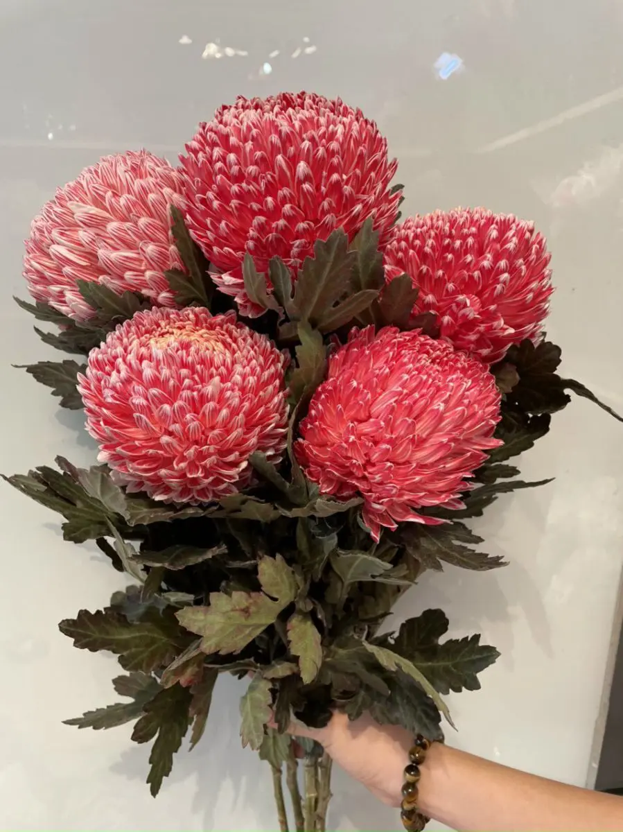 Cúc mẫu đơn đỏ cam (5 bông/bó)