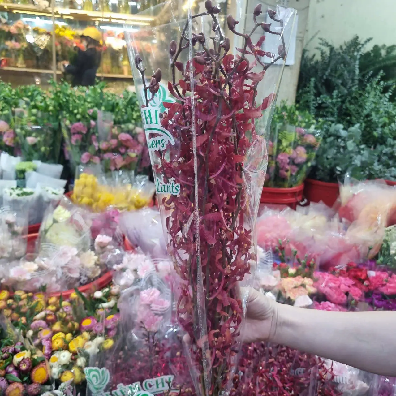 Lan bọ cạp đỏ (5 cành/bó)
