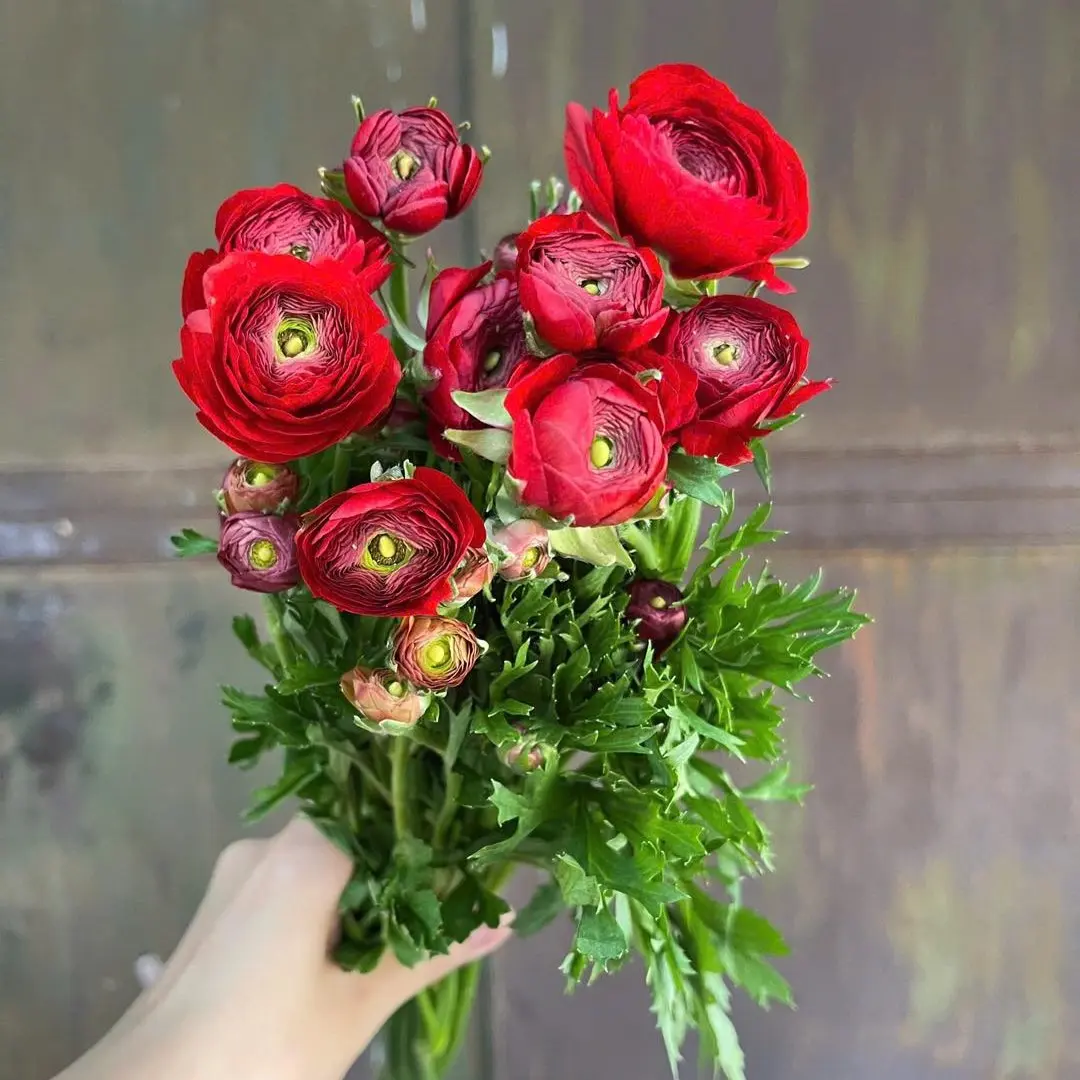 Hoa mao lương đỏ đậm (10 bông/bó)