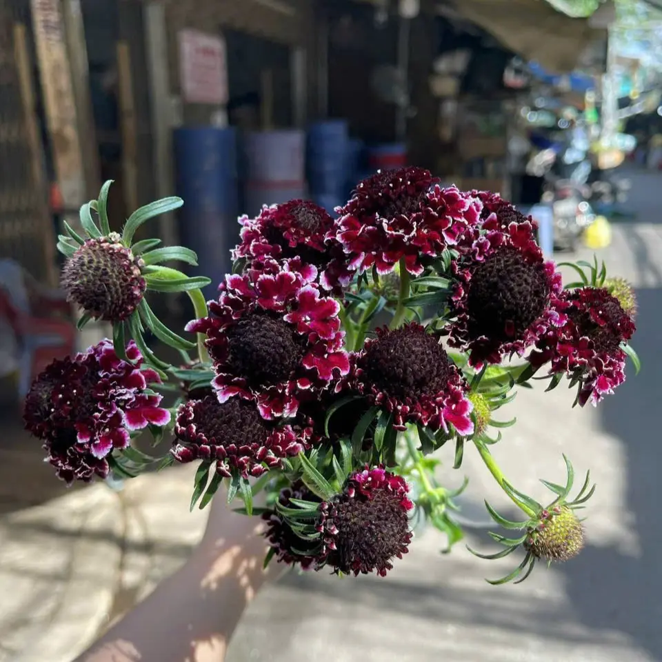 Scabiosa đỏ (8-10 cành/bó)