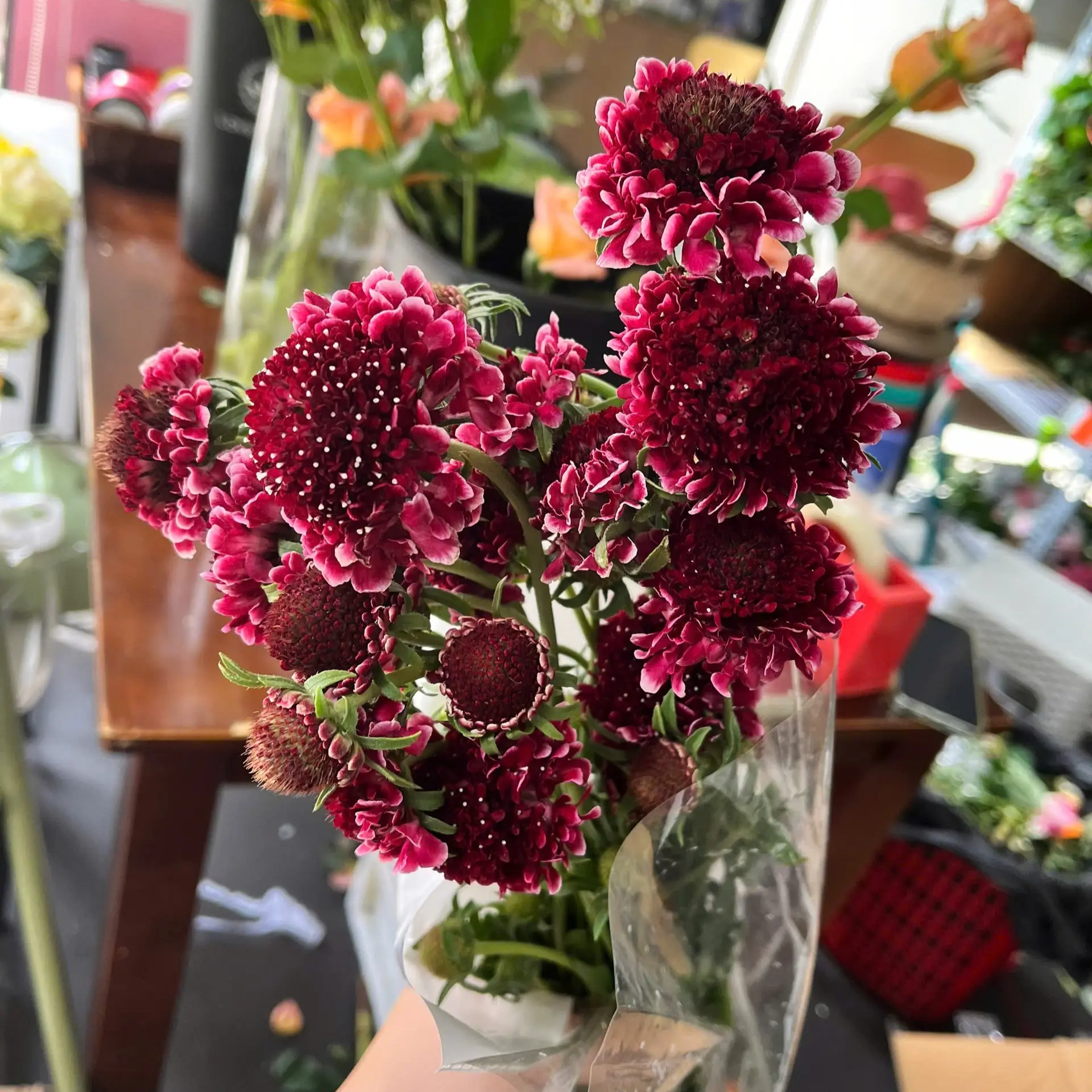 Scabiosa đỏ đô (8-10 cành/bó)