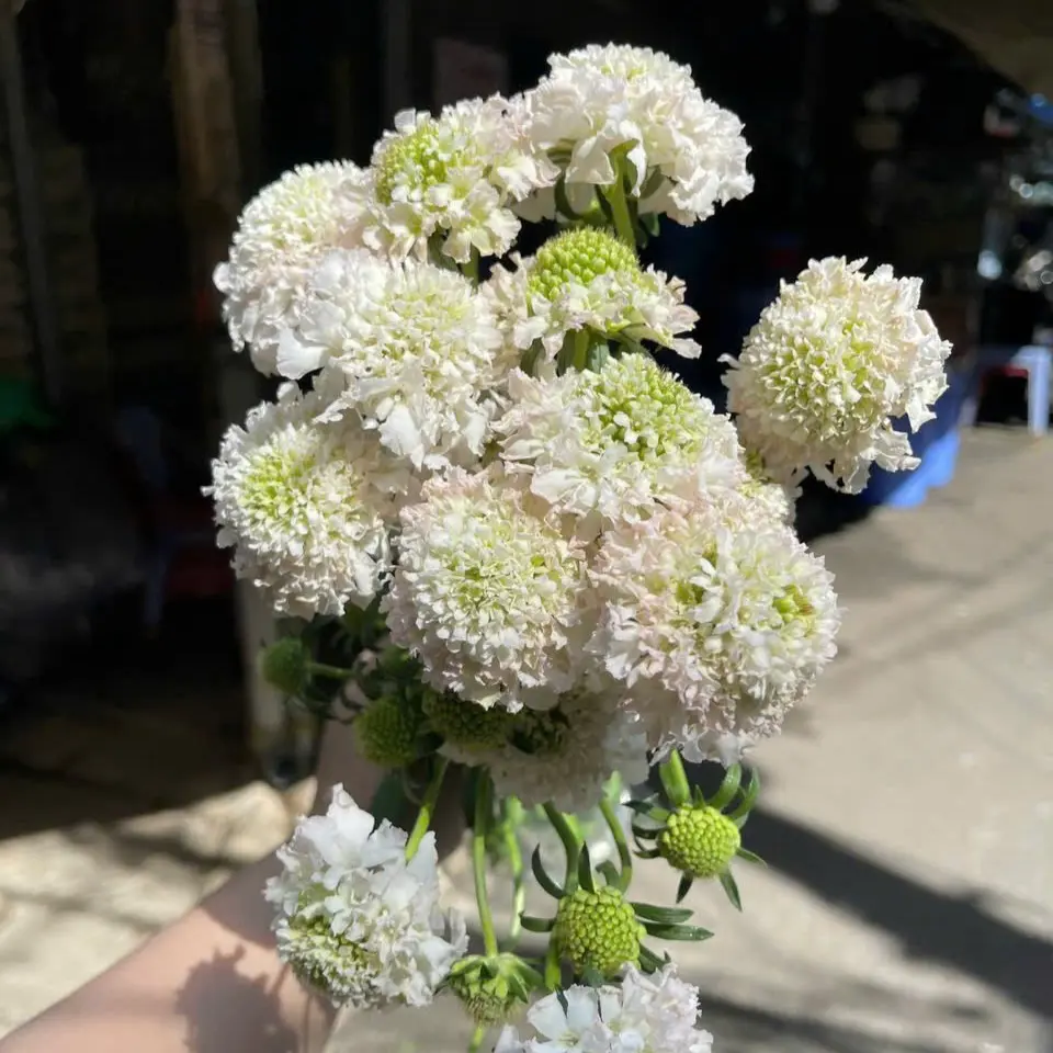 Scabiosa trắng (8-10 cành/bó)