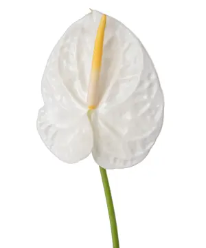Hồng Môn trắng (10 cành - Size trung)