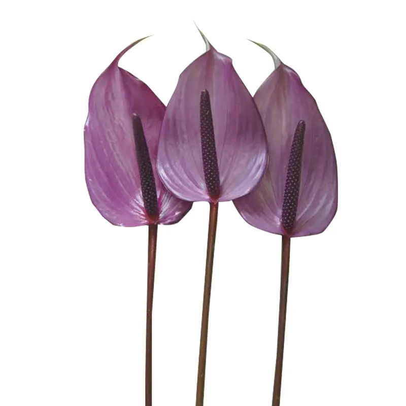 Hồng Môn tím (10 cành - Size trung)