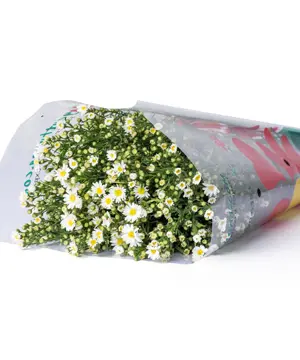 Thạch thảo trắng (bó 200 gram)