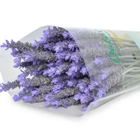 Lavender tươi (100 cành)