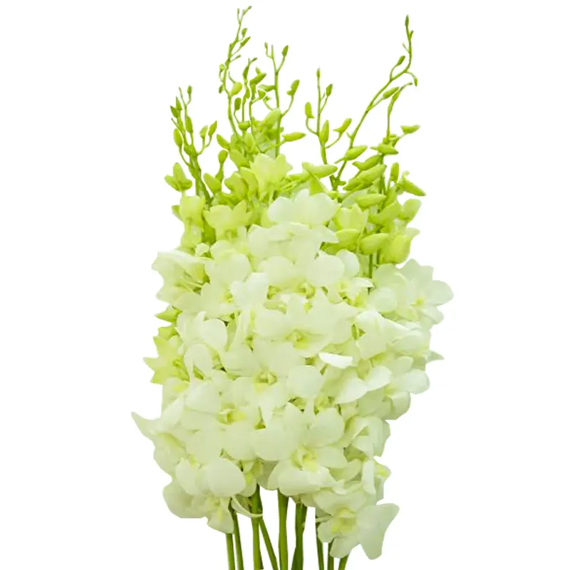 Lan thái trắng (10 cành)