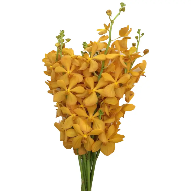 Lan Moka vàng nến (10 cành)