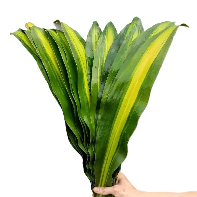 Lá Thiết Mộc Lan Cắm Hoa (40-45 lá) 