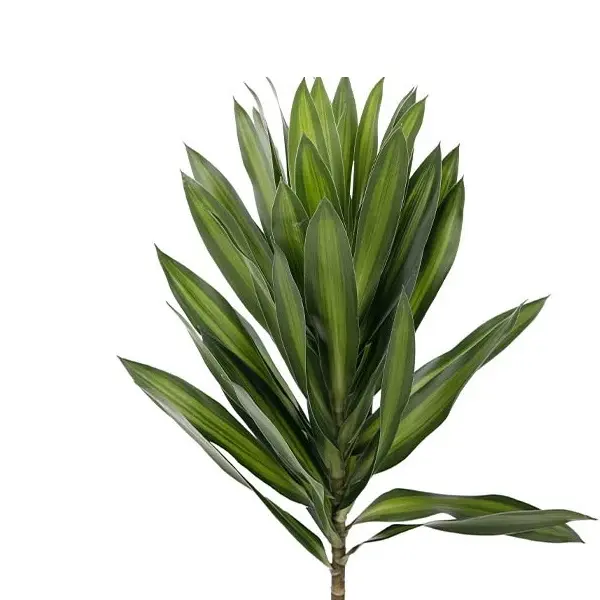 Lá Trúc Bách Hợp (nhỏ) (30 cành)