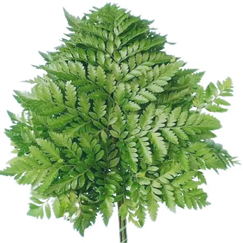 Lá Dương Xỉ Pháp Cắm Hoa (Bó 20 cành)