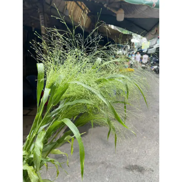 Cỏ suối cắm hoa