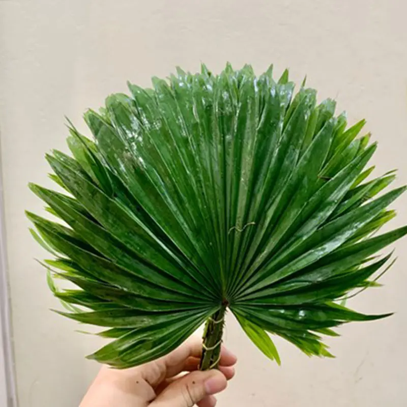 Lá cọ