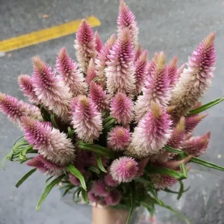 Hoa mào gà