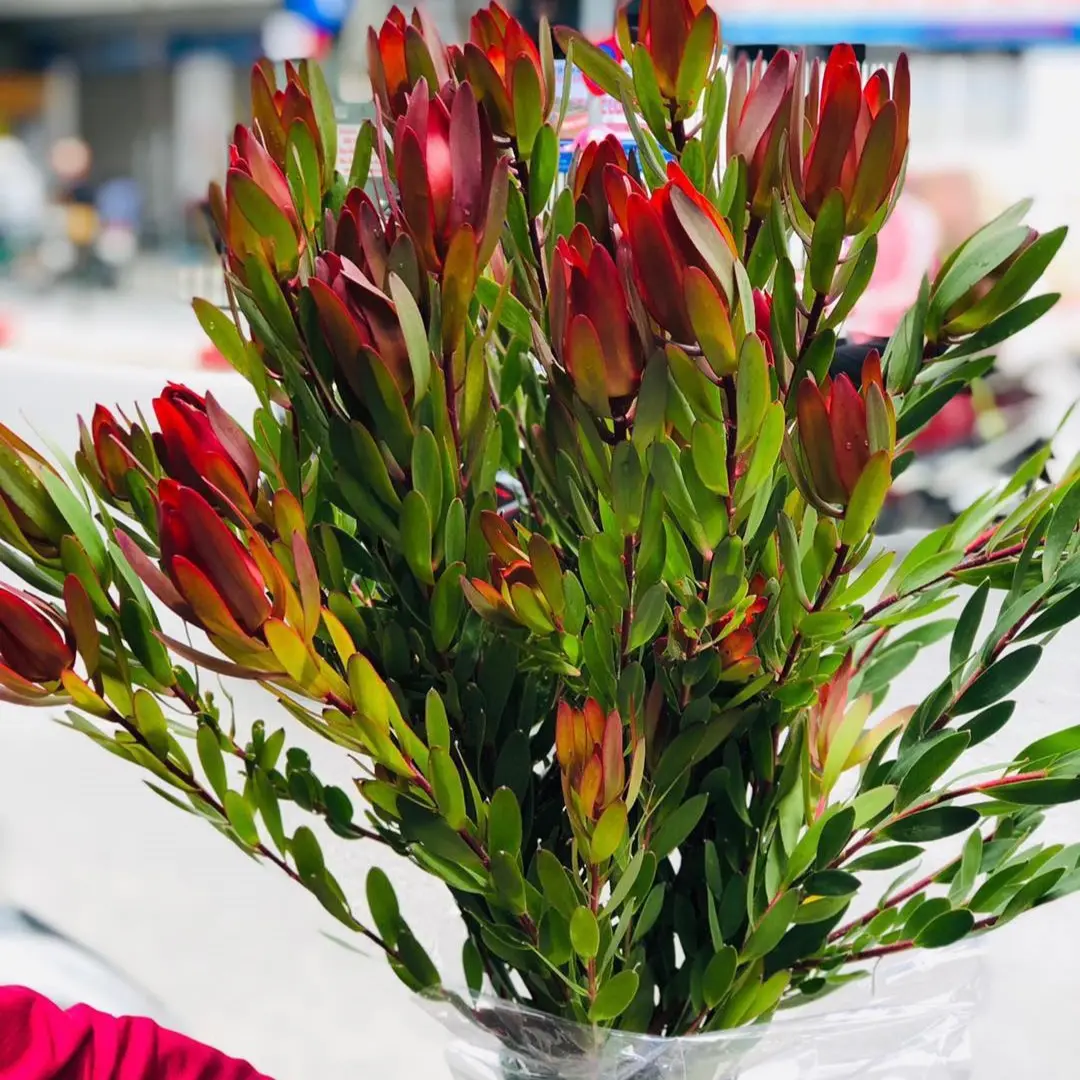 Tulip Nam Phi