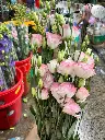 Cát Tường trắng viền hồng