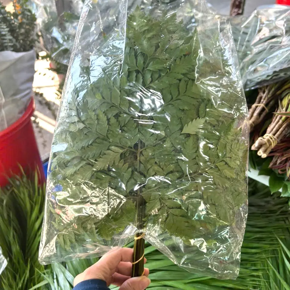 Lá Dương sỉ (20 cành)