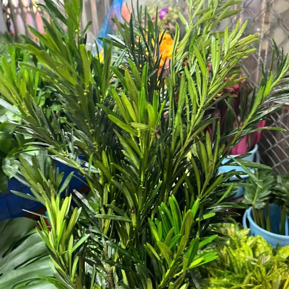 Lá vạn niên (bó)