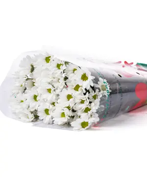 Cúc mai trắng (5 cành)