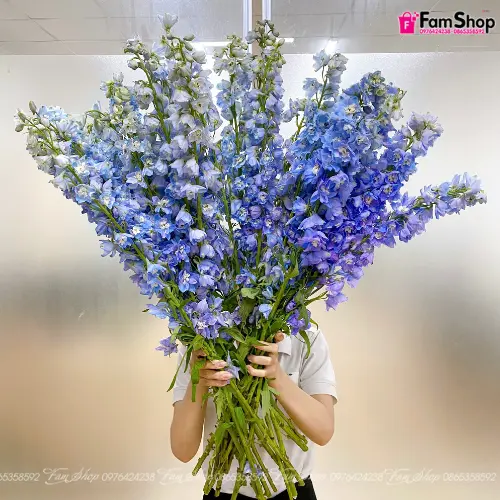 Đại Phi yến Delphi tím (10 cành)