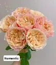 Hoa hồng Romantic (50 bông/bó)