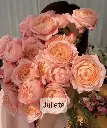 Hoa hồng Julieta (50 bông/bó)