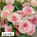 Hoa hồng Lạc thần (50 bông/bó)