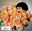 Hoa hồng Juliet (50 bông/bó)