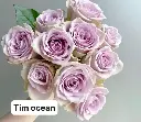 Hoa hồng Tím Ocean (50 bông/bó)