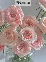 Hoa hồng Pinkrosse (50 bông/bó)