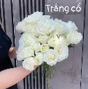 Hoa hồng Trắng Cồ  (50 bông/bó)