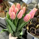 Tulip Hồng cam (10 bông/bó)